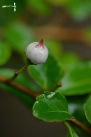   Fruit:   Azara lanceolata ; Photo by B. Steven, gbif.org
